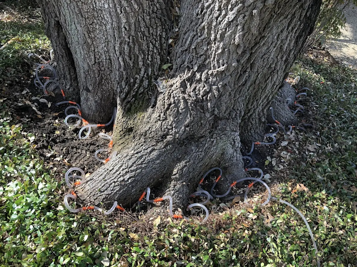 Detailed Tree Cabling and Bracing job site in East Bethany