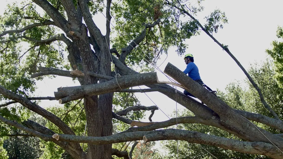 Professional Crown Thinning performed by certified arborists in East Bethany