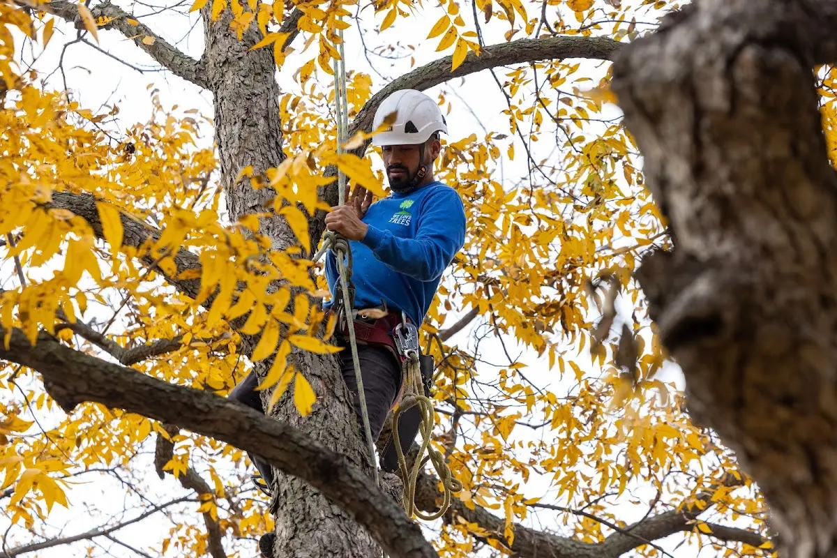 Skilled Tree Pruning crew working in East Bethany